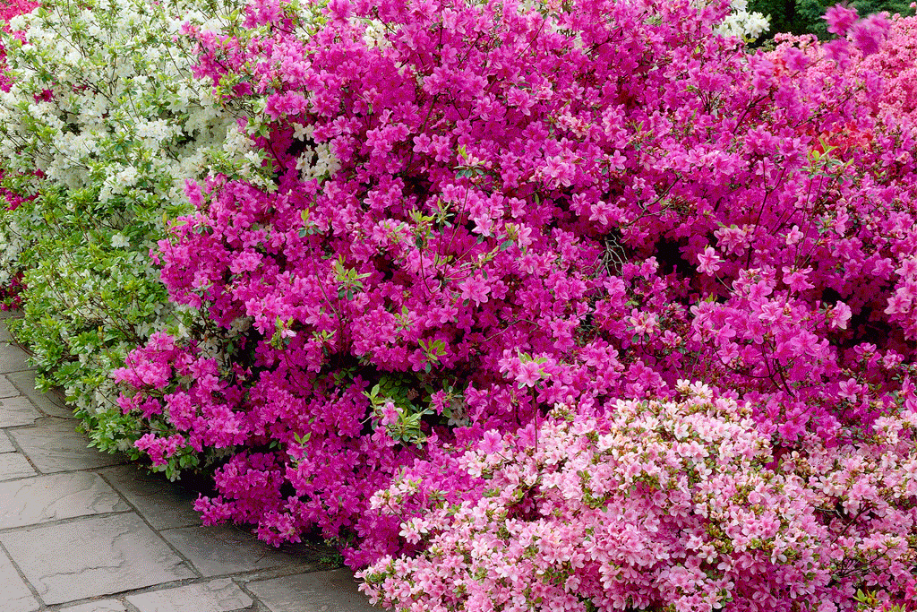 Japanese Azalea Mix, Begonia Non-Stop Mix, Pompom Dahlia Mix Vibrant ball-shaped flowerheads, Nerine bowdenii, Giant Trailing Fuchsia, Lucky Dip Roses, Trailing Million Bells