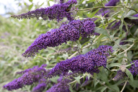 Buddleja davidii 'Orpheus'. Sarah Cuttle