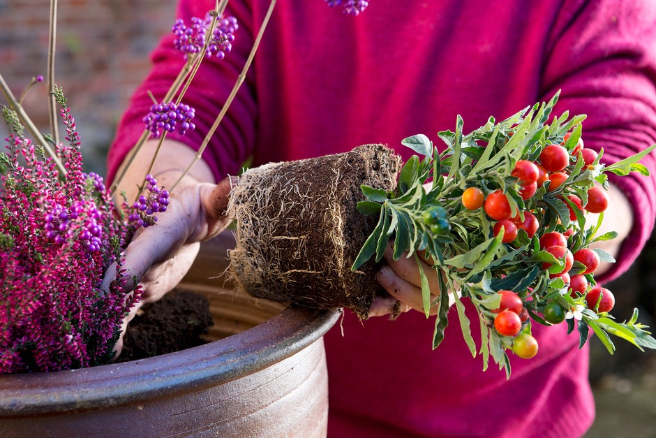 Planting up a winter container