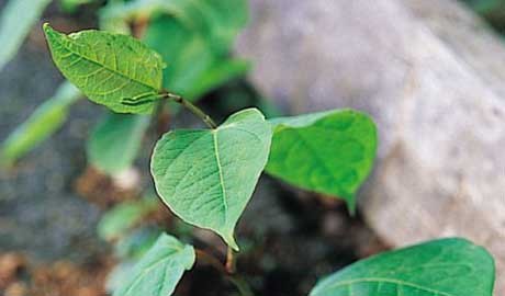 Japanese knotweed. Torie Chugg