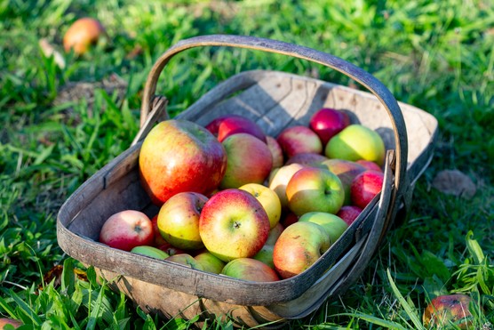 Freshly harvested apples. Paul Debois