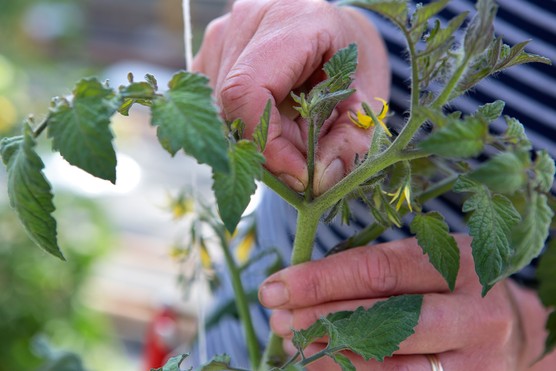 Pinching out tomato sideshoots with finger and thumb. Sarah Cuttle