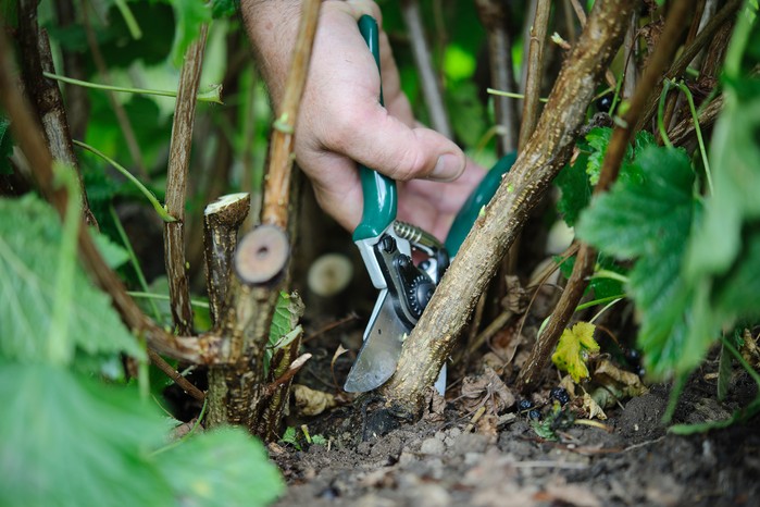 What to prune in winter - pruning blackcurrants What to prune in winter - pruning blackcurrants
