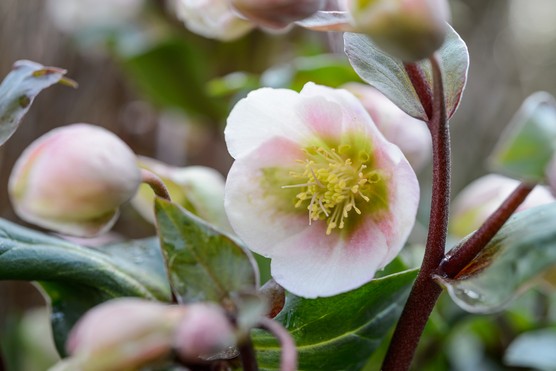 How to grow hellebores - Hellebore 'Winter Bells'