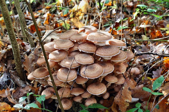 Honey fungus toadstools (Armillaria mellea). Getty Images