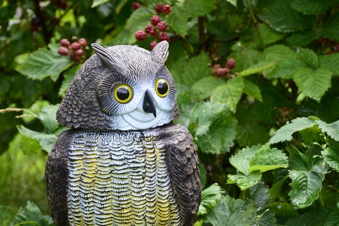 Decoy owl for scaring off squirrels Decoy owl for scaring off squirrels