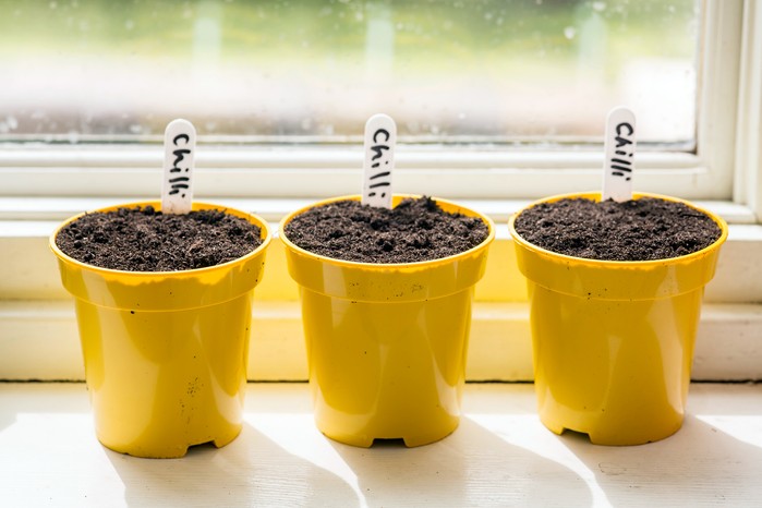 Pots of chilli seed ready to germinate. Paul Debois Pots of chilli seed ready to germinate. Paul Debois