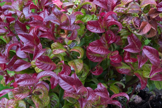 Leucothoe axillaris 'Curly Red'. Getty Images
