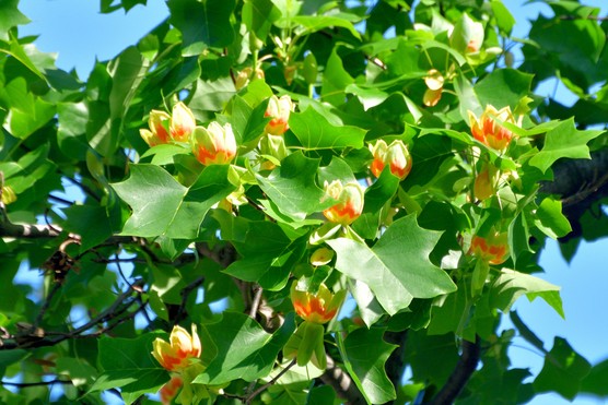 Liriodendron tulipifera. Getty Images