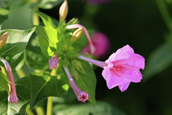 Pink Mirabilis jalapa flower. Getty Images
