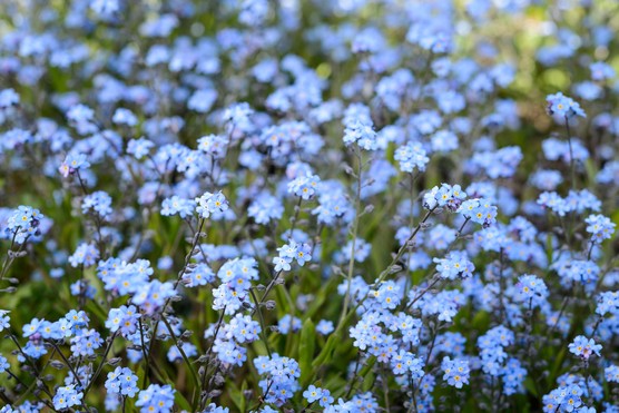 Forget-me-not flowers. Jason Ingram