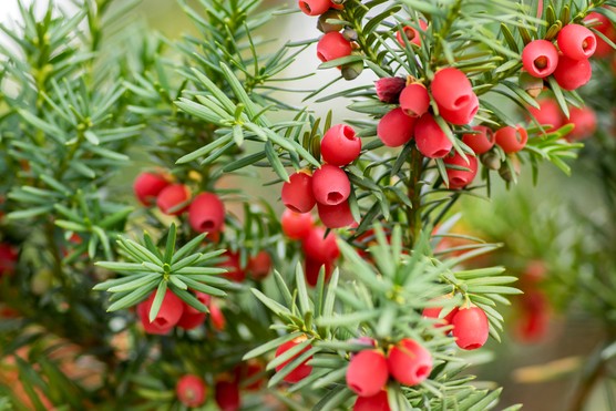 Yew berries are edible but their seeds are poisonous. Getty Images
