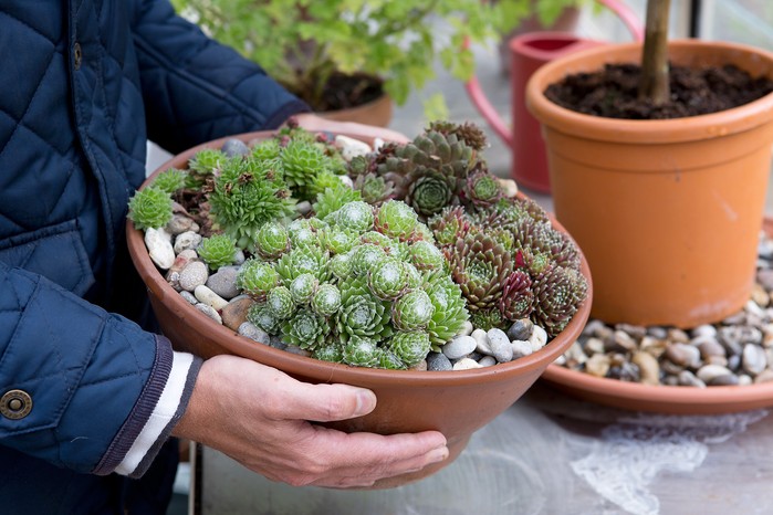 Sempervivum pot