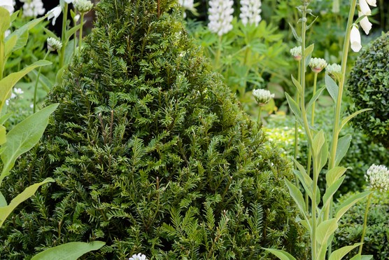 Yew Taxus baccata
