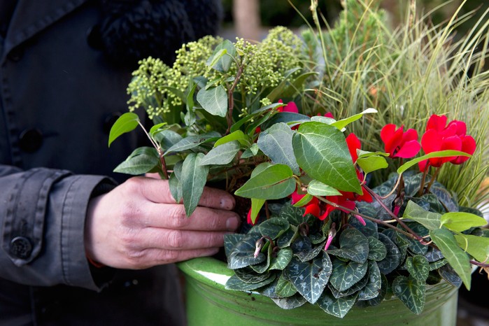 Planting a winter container
