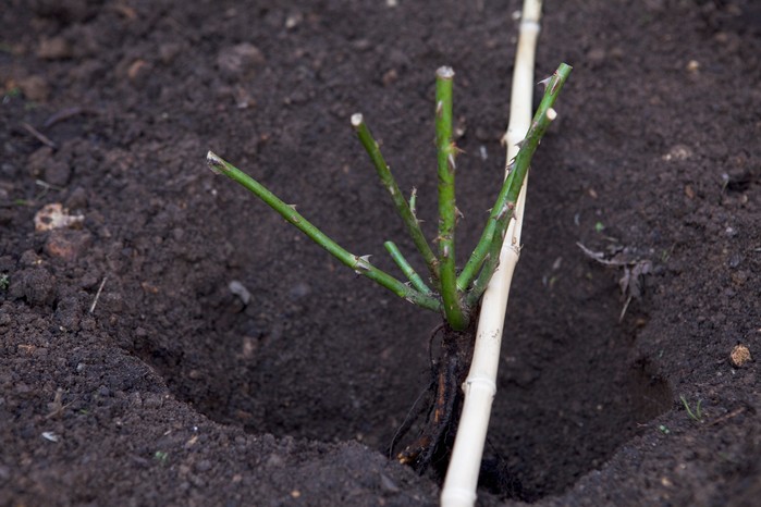Setting the rose in position Setting the rose in position