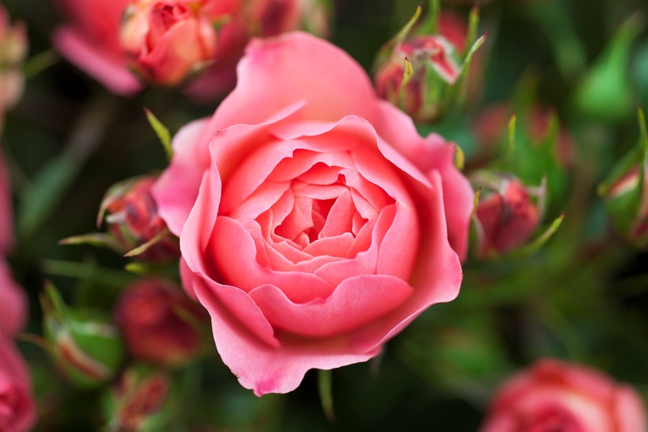 How to plant a bare-root rose How to plant a bare-root rose