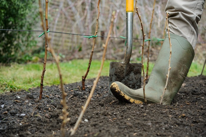 Planting bare-root blackcurrants