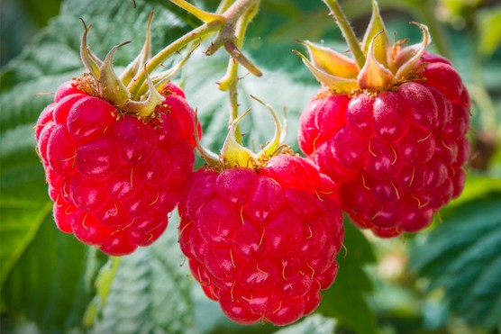 Raspberry ‘Glen Ample’